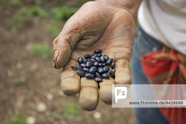 Samen vor der Aussaat auf einem Feld  bei San Juan Chamula  Chiapas  Mexiko