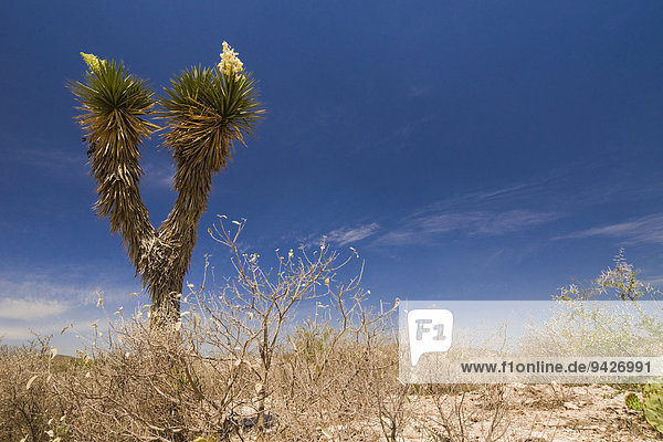 Blühende Yucca (Yucca queretaroensis)  bei Vallecillo  Nuevo Leon  Mexiko