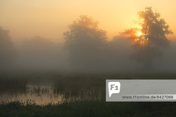 Wiese mit Altwasser bei Sonnenaufgang im Herbstnebel in der Flussauenlandschaft  Biosphärenreservat Mittlere Elbe  Dessau-Rosslau  Sachsen-Anhalt  Deutschland
