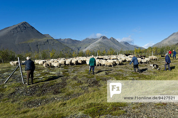 Schafe werden zusammengetrieben  Schafabtrieb  bei Höfn  Island