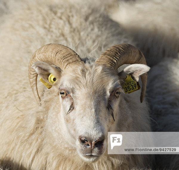 Schaf mit Markierungen in den Ohren  Schafabtrieb  bei Höfn  Island