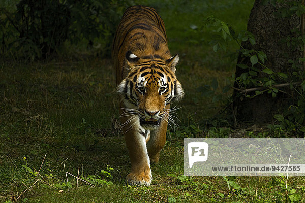 Tiger (Panthera tigris)  Tierpark Hellabrunn  München  Oberbayern  Bayern  Deutschland