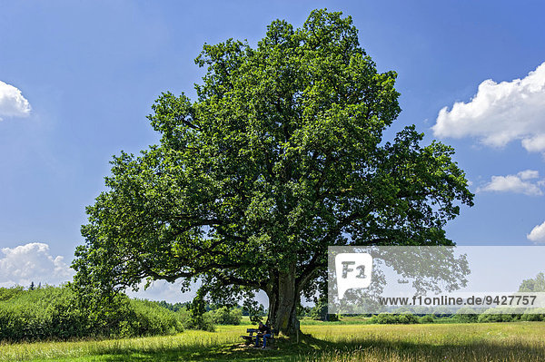 Eiche (Quercus) sogenannte Mozarteiche am Klostersee Seeon Seeon-Seebruck Chiemgau Oberbayern Bayern Deutschland
