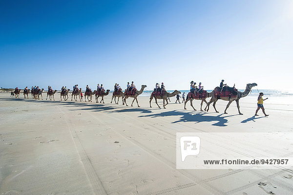 Touristen reiten auf Kamelen,  am Cable Beach,  Broome,  Western Australia