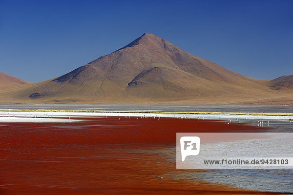 Laguna Colorada  Altiplano  Potosi  Bolivia  South America