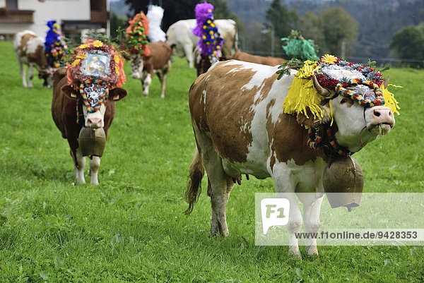 Fleckvieh (Bos primigenius taurus) auf Weide nach Almabtrieb mit traditionellem Kopfschmuck  nahe Breitenbach  Tirol  Österreich