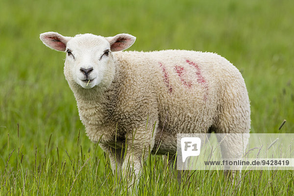 Schaf auf einer Wiese  Belford  Northumberland  England  Großbritannien