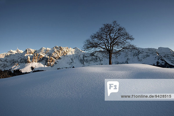 Säntis  Winterlandschaft im Alpstein mit Neuschnee  Appenzell  Schweiz  Europa