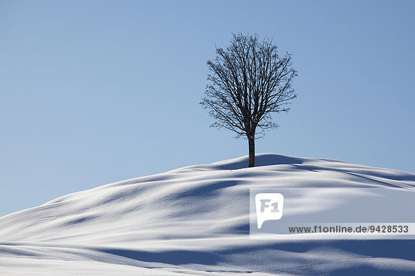 Einzelner Baum Winterlandschaft im Alpstein mit Neuschnee Appenzell Schweiz Europa