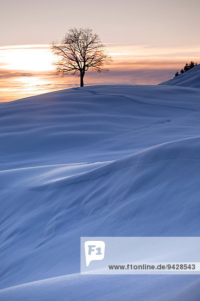 Winterabendstimmung mit Neuschnee im Alpstein  Appenzell  Ostschweiz  Schweiz  Europa