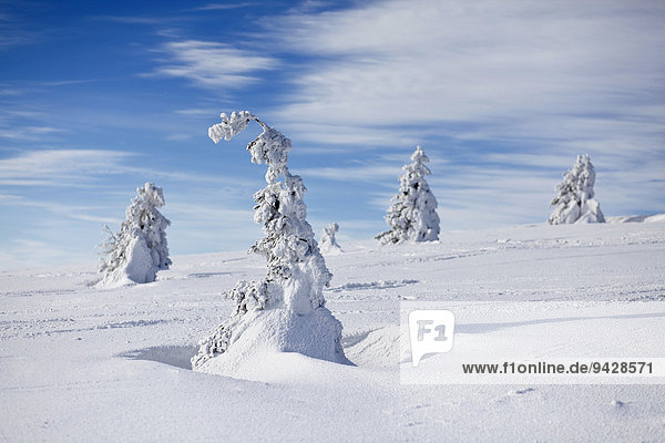 Winterstimmung auf dem Feldberg im Schwarzwald Baden-Württemberg Deutschland Europa