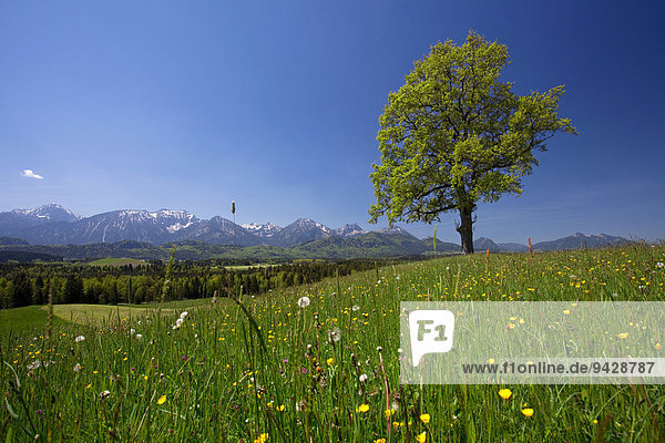 Blumenwiese mit Eiche im Allgäu bei Füssen  Bayern  Deutschland  Europa