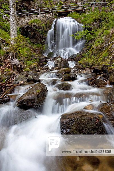 Fahl waterfall in a beech forest at Feldberg Mountain in the Black Forest mountain range  Baden-Wuerttemberg  Germany  Europe