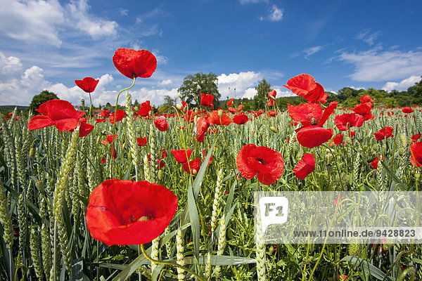 Poppies (Papaver) growing on a field in summer  Lake Constance district  Baden-Wuerttemberg  Germany  Europe
