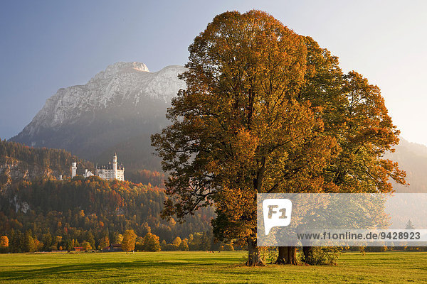 Herbstlicht zum Abend beim Schloss Neuschwanstein im Allgäu bei Füssen  Bayern  Deutschland  Europa