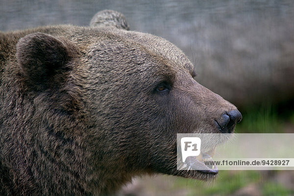 Bärin Jurka  Mutter vom Problembär Bruno  Braunbär (Ursus arctos)  im Bärenpark bei Schapbach im Schwarzwald  Baden-Württemberg  Deutschland  Europa