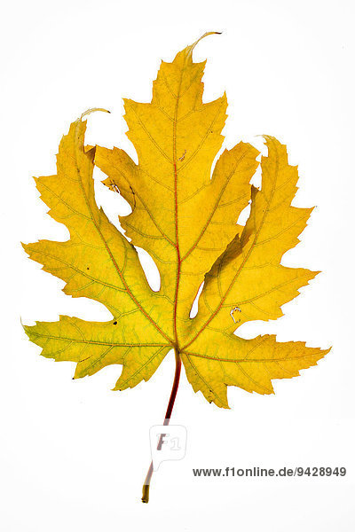 Ahornblatt (Acer) im Herbst