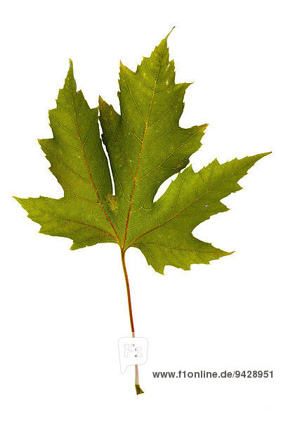 Ahornblatt (Acer) im Herbst