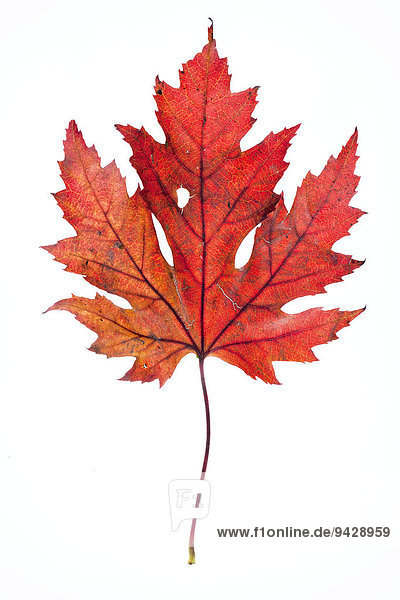 Ahornblatt (Acer) im Herbst