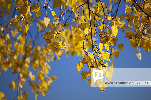 Herbstliche Lindenblätter (Tilia) vor einem blauen Himmel im Sonnenlicht  Markelfingen  Baden-Württemberg  Deutschland  Europa  ÖffentlicherGrund