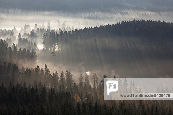 Morgenstimmung im Herbstdunst beim Schluchsee  vom Aussichtsturm Riesenbühl  Schwarzwald  Baden-Württemberg  Deutschland  Europa  ÖffentlicherGrund