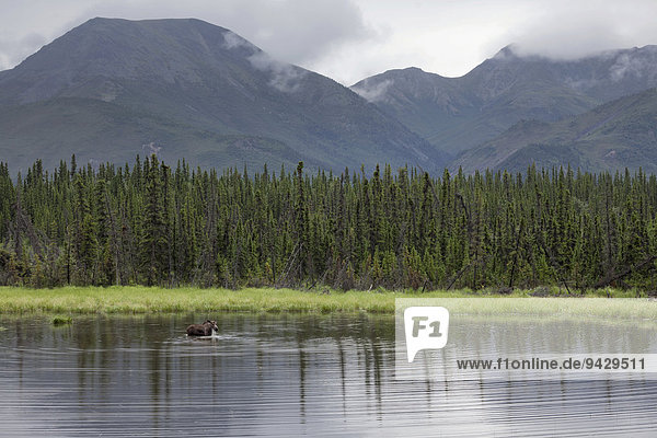 Elchkuh  Elch (Alces alces)  in einem See im Denali Nationalpark  Alaska  USA