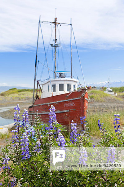 Altes Schiff auf einem Schrottplatz in Homer  Alaska  USA  ÖffentlicherGrund