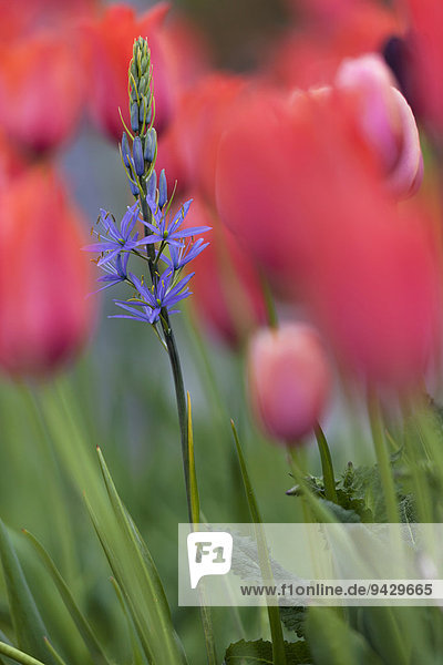 Blaue Prärielilie (Camassia leichtlinii)  Insel Mainau  Baden-Württemberg  Deutschland  Europa  ÖffentlicherGrund