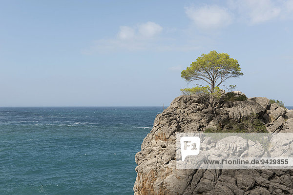 Baum auf Fels im Mündungsbereich des Torrent De Pareis  Mallorca  Balearen  Spanien