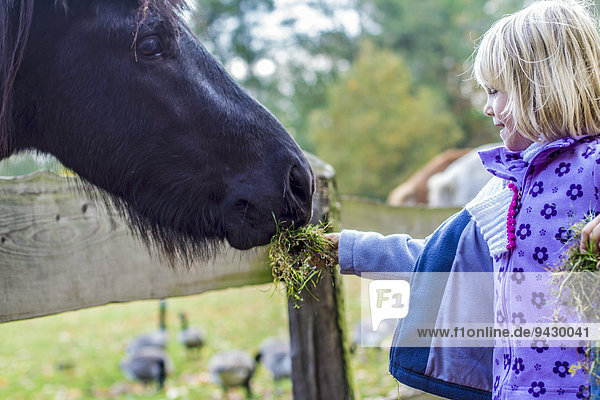 Mädchen füttert Pferd  Kiel  Schleswig-Holstein  Deutschland  Europa
