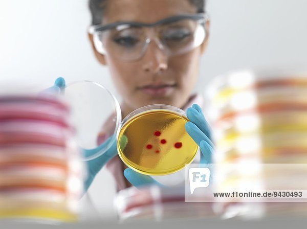 Female scientist examining cultures in petri dish in microbiology lab