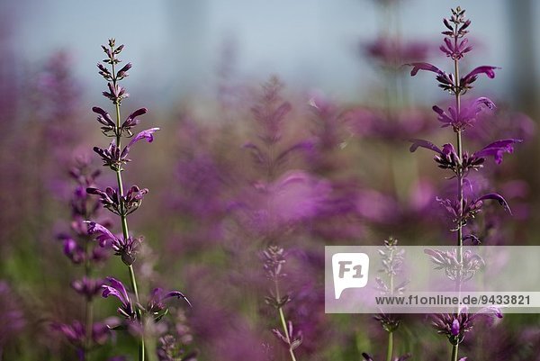 Nahaufnahme von Pflanzen mit violetten Blüten in der Gärtnerei