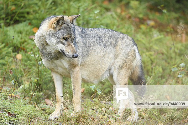 Wolf  Canis lupus  National Park Bavarian Forest  Bavaria  Germany  Europe