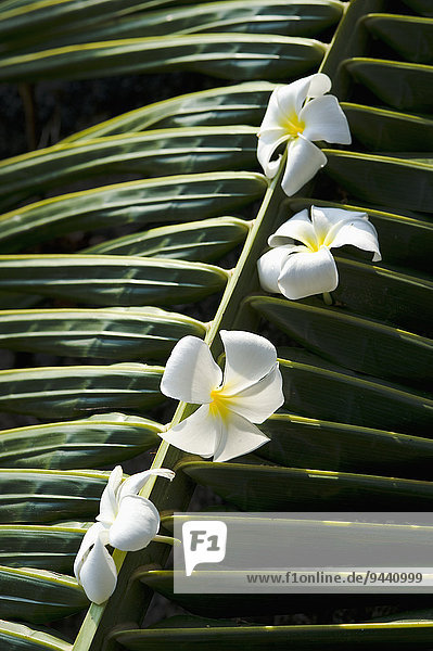 Westindische Frangipani-Blüten auf einem Palmblatt