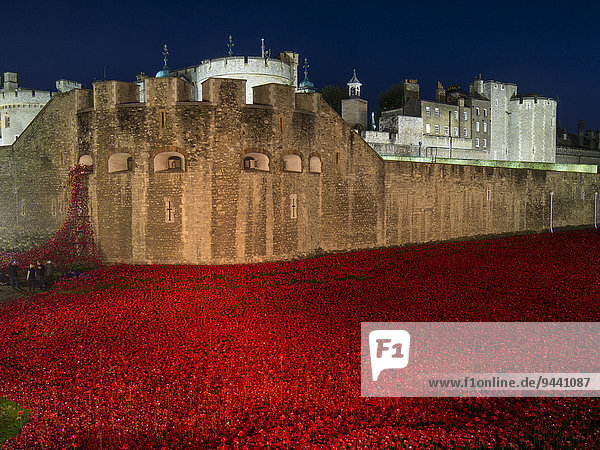Poppy installation at Tower of London at night  London  UK