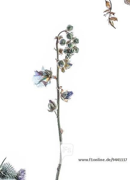 Vertrocknete Stockrose