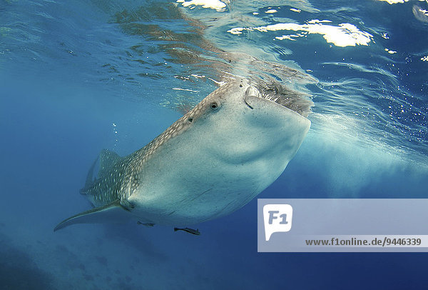 Whale Shark (Rhincodon typus)  Bohol Sea  Cebu  Philippines  Asia