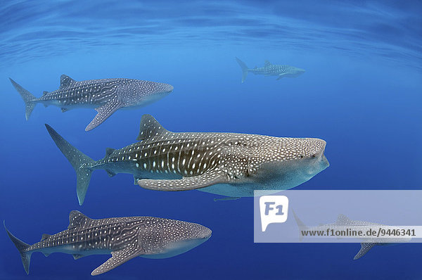 Whale shark (Rhincodon typus)  Bohol Sea  Oslob  Cebu  Philippines  Asia