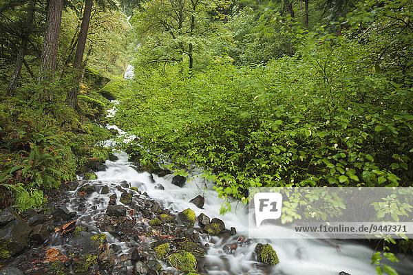 Wasserfall Wahkeena Falls in der Columbia River Gorge Schlucht  Portland  Oregon  USA  Nordamerika