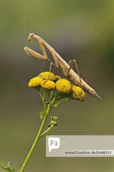 Gottesanbeterin (Mantis religiosa)  auf Rainfarn (Tanacetum vulgare)  Burgenland  Österreich  Europa