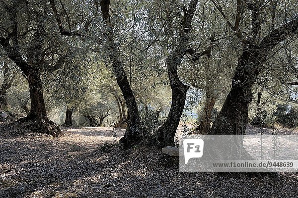 Gegenlicht Baum Landschaft Obstgarten Olive