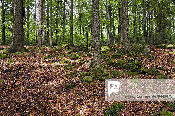 Urwald  Nationalpark Bayrischer Wald  Bayern  Deutschland  Europa