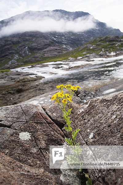 Jakobs-Greiskraut (Senecio jacobaea) wächst von zwischen Felsen  Loch Scavaig  Isle of Skye  Schottland  Großbritannien  Europa