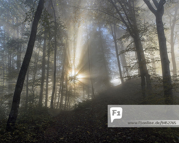 Sonnenstrahlen durchdringen Nebel im Bergwald  Naturpark Obere Donau  Baden-Württemberg  Deutschland  Europa