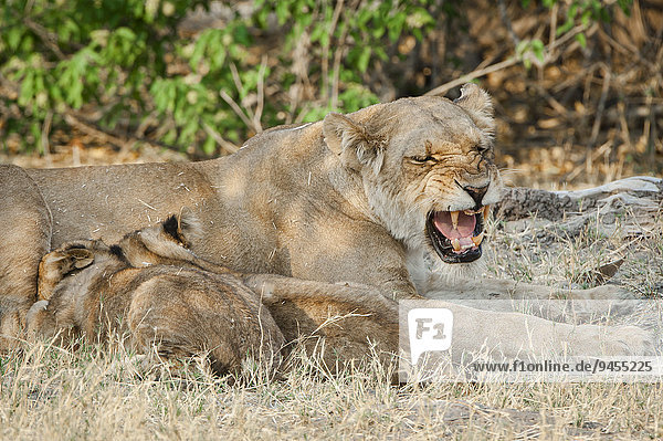 Löwe (Panthera leo)  Löwin beim Säugen von Jungtieren  Kasane  Chobe-Nationalpark  Botswana  Afrika