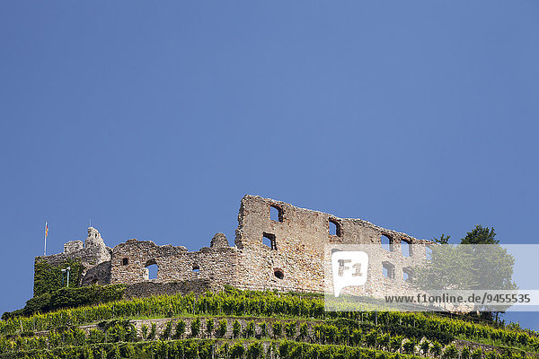 Weinberg mit Ruine der Burg Staufen  Staufen im Breisgau  Schwarzwald  Baden-Württemberg  Deutschland  Europa