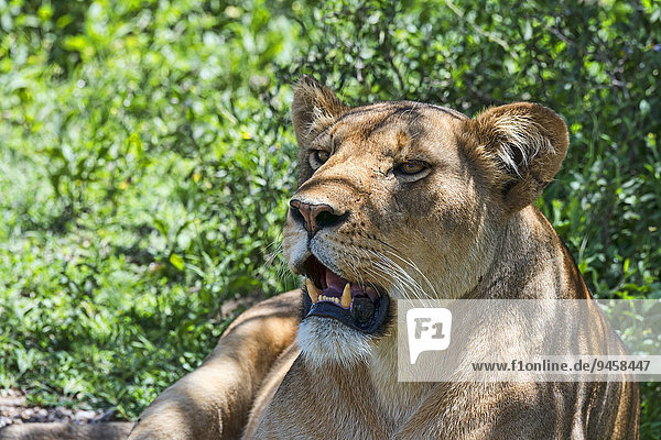 Löwin (Panthera leo)  Tansania  Afrika