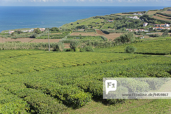 Teeplantage  Cha Porto Formoso  Maia  Sao Miguel  Azoren  Portugal  Europa
