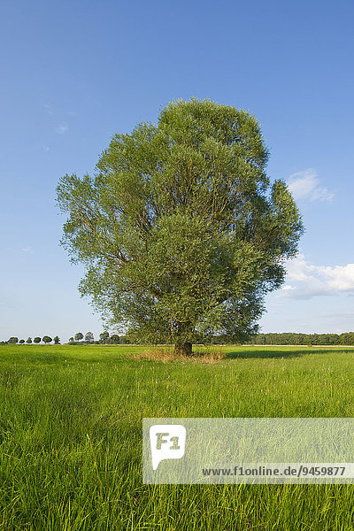 Einzelne Bruchweide (Salix fragilis)  Niedersachsen  Deutschland  Europa