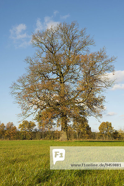 Einzelne Stieleiche (Quercus robur) im Herbst  Niedersachsen  Deutschland  Europa